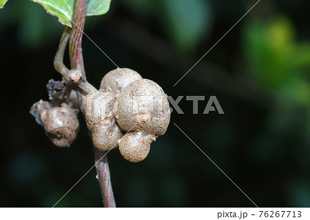 ヤマイモのムカゴ ヤマイモのムカゴ 76267713