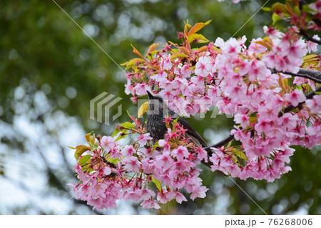 桜とヒヨドリ 桜とヒヨドリ 76268006