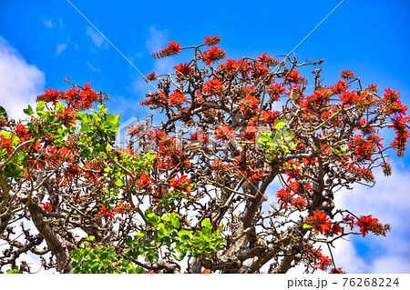 デイゴの花 76268224