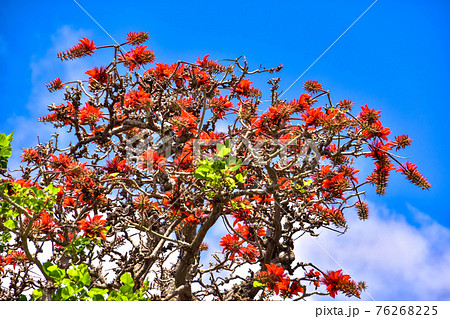 デイゴの花 76268225