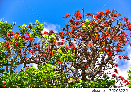 デイゴの花 デイゴの花 76268226