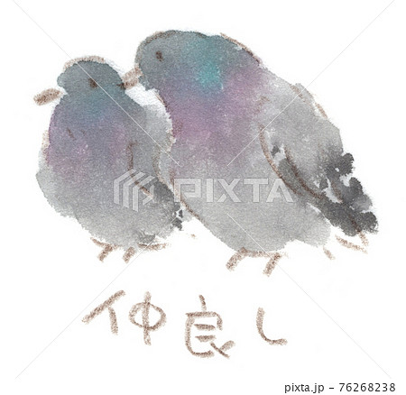 土鳩のカップルの水彩イラストのイラスト素材