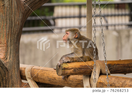 動物園のニホンザル 動物園のニホンザル 76268253