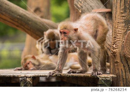 動物園のニホンザル 動物園のニホンザル 76268254