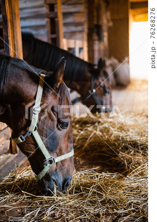 A close-up portrait of stallions munching hay in a bright and cozy stable A close-up portrait of stallions munching hay in a bright and cozy stable 76268276