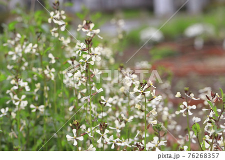 ルッコラの花 ルッコラの花 76268357