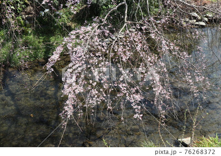 山口一ノ坂川の桜 山口一ノ坂川の桜 76268372