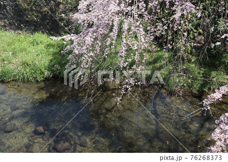 山口一ノ坂川の桜 76268373