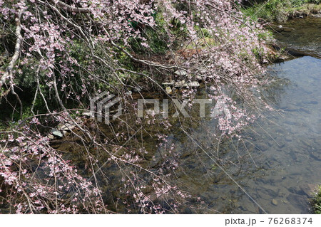 山口一ノ坂川の桜 76268374