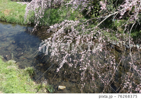 山口一ノ坂川の桜 76268375