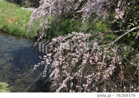 山口一ノ坂川の桜 76268376