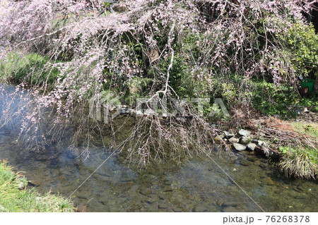 山口一ノ坂川の桜 76268378