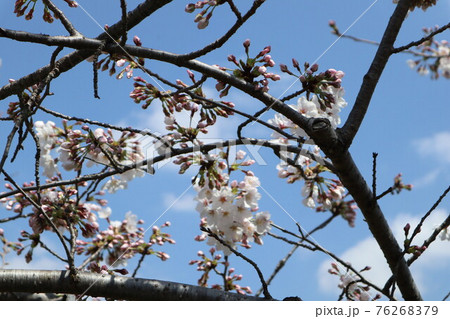 山口一ノ坂川の桜 76268379