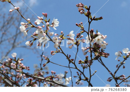 山口一ノ坂川の桜 山口一ノ坂川の桜 76268380