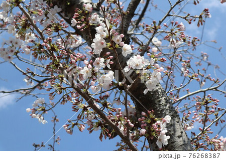山口一ノ坂川の桜 76268387