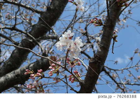 山口一ノ坂川の桜 山口一ノ坂川の桜 76268388