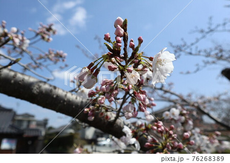 山口一ノ坂川の桜 山口一ノ坂川の桜 76268389