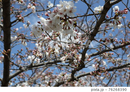 山口一ノ坂川の桜 76268390