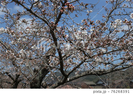 山口一ノ坂川の桜 山口一ノ坂川の桜 76268391