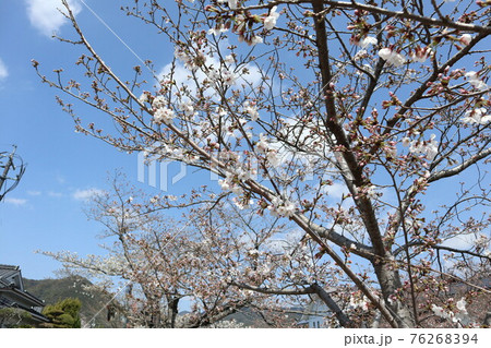 山口一ノ坂川の桜 山口一ノ坂川の桜 76268394