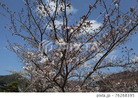 山口一ノ坂川の桜 山口一ノ坂川の桜 76268395
