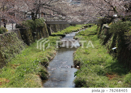 山口一ノ坂川の桜 76268405