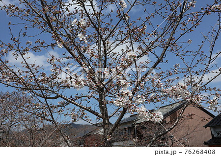 山口一ノ坂川の桜 76268408