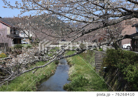 山口一ノ坂川の桜 76268410