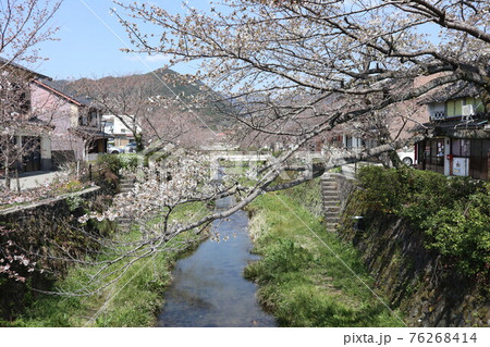 山口一ノ坂川の桜 山口一ノ坂川の桜 76268414