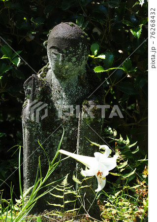 お地蔵さんとウバユリの花 お地蔵さんとウバユリの花 76268432