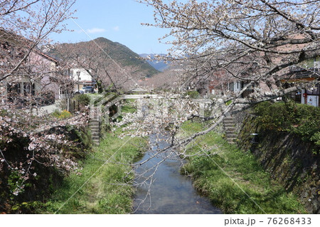 山口一ノ坂川の桜 76268433