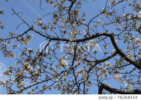 山口一ノ坂川の桜 山口一ノ坂川の桜 76268434