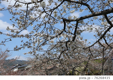 山口一ノ坂川の桜 山口一ノ坂川の桜 76268435