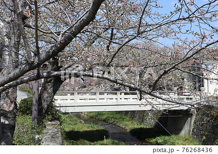 山口一ノ坂川の桜 山口一ノ坂川の桜 76268436