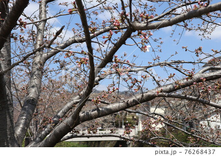 山口一ノ坂川の桜 76268437