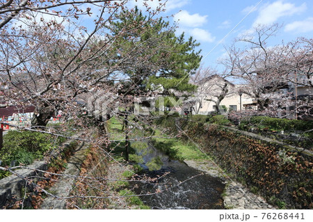 山口一ノ坂川の桜 76268441