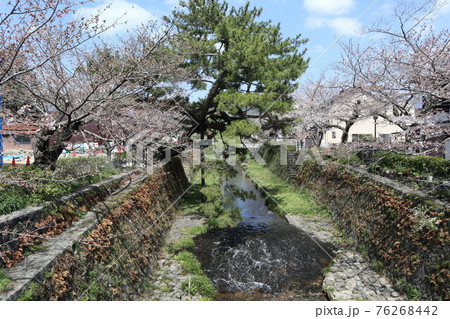 山口一ノ坂川の桜 山口一ノ坂川の桜 76268442