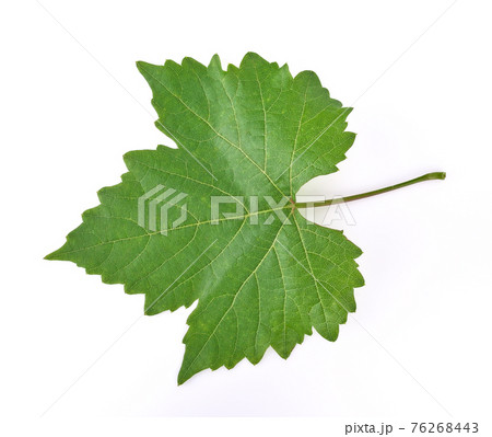 grape leaf on white background. grape leaf on white background. 76268443