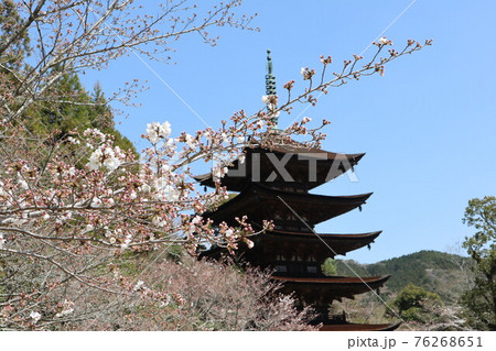 山口瑠璃光寺の桜 山口瑠璃光寺の桜 76268651