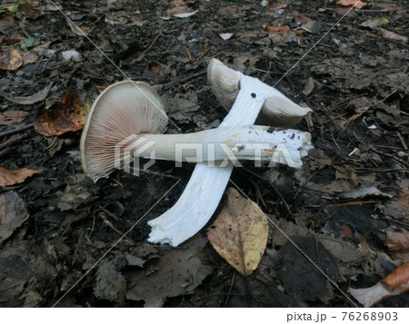 ウラベニホテイシメジ　きのこ　断裁 76268903