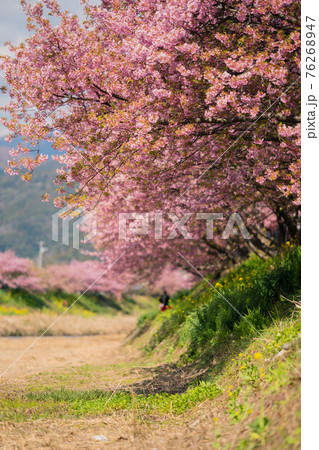 伊豆河津桜まつり 伊豆河津桜まつり 76268947