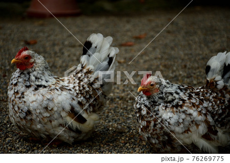 チャボ　石上神宮　奈良県 76269775