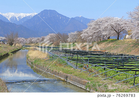 安曇野の春 穂高川堤防の桜 安曇野の春 穂高川堤防の桜 76269783