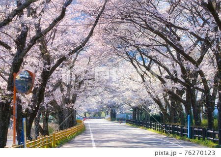 家山の桜 家山の桜 76270123