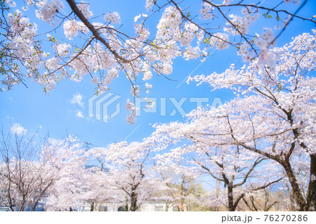 家山の桜トンネル 家山の桜トンネル 76270286
