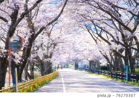 家山の桜 76270307