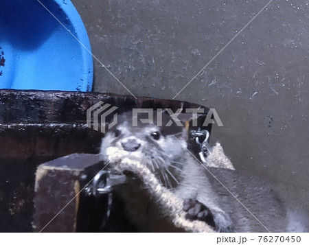 休憩するコツメカワウソ 76270450