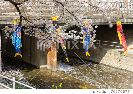 岩倉市 五条川 鯉のぼり 岩倉市 五条川 鯉のぼり 76270677