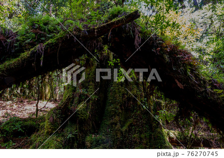 屋久島　静寂の森 76270745
