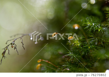屋久島 静寂の森 屋久島 静寂の森 76270802